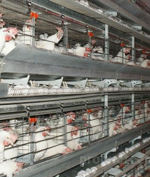 Кузбасская птицефабрика