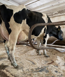 СПК Пригородный