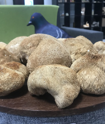 Ростгрибторг