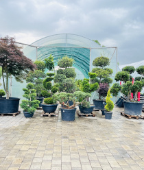 Краснолесье