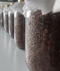 Ростгрибторг