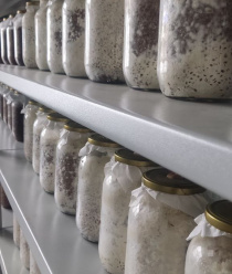 Ростгрибторг