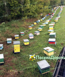 КФХ Алтайская пасека Дорохиных
