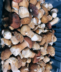 Грибной Алтай