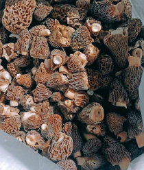 Грибной Алтай