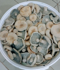 Грибной Алтай