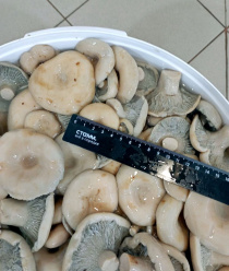 Грибной Алтай