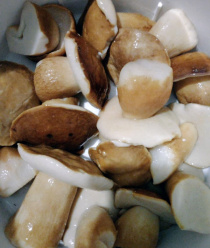 Грибной Алтай