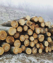 Фабрика Дуба