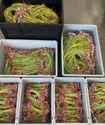 Инста сервис (InstaService)