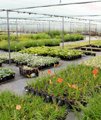 Питомник растений Малиновский