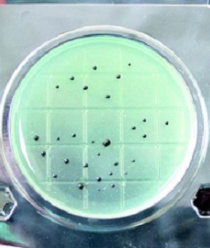 НПО Альтернатива