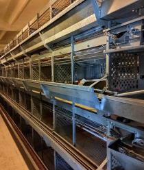 Сорочинская Птицефабрика