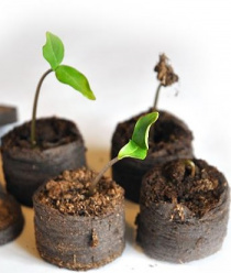 Первая северо-западная торфяная компания