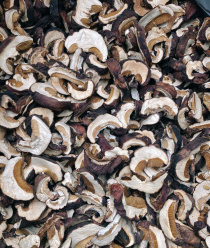 Грибной Алтай