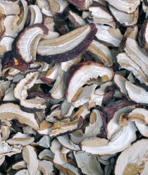 Грибной Алтай