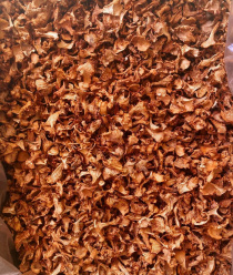 Грибной Алтай