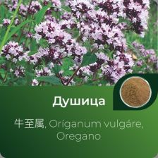 Душицы экстракт сухой
