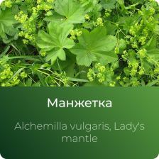 Манжетки экстракт сухой
