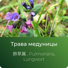 Медуницы экстракт сухой