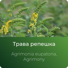  Репешка экстракт сухой