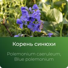  Синюхи экстракт сухой