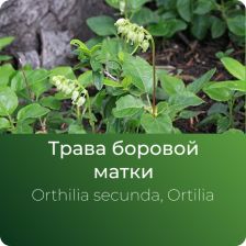  Боровой матки (ортилии) экстракт сухой