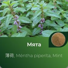 Мяты экстракт сухой