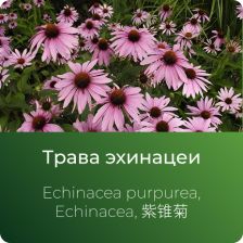  Эхинацеи экстракт сухой