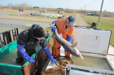Изотермический контейнер для перевозки живой рыбы