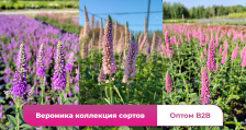 Вероника коллекция сортов саженцы оптом