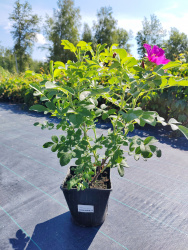 Роза морщинистая с зкс