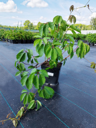 Виноград девичий с зкс