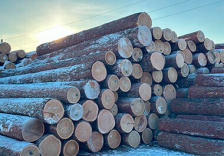 Лес кругляк