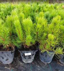 Сосна горная Pumilio