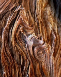 Пиломатериалы: доска обрезная из дальневосточных пород древесины Дуб, Ясень, Ильм (вяз)