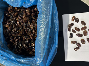 Иранские финики без косточки сорта Сайер (Sayer) 