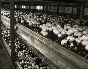 Покровная почва для шампиньонов