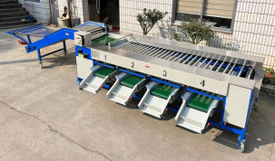 Машина для сортировки/калибровки овощей и фруктов Vega Sorting H3000