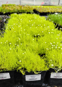 Многолетние растения в контейнере Р9 Опт Весна - 2025