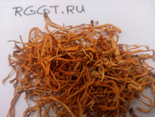 Роситгрибторг Кордицепс