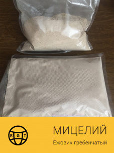 Мицелий, ежовик гребенчатый