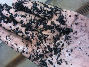 Анаэробный гранулированный ил высшего качества