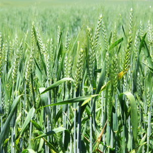 Семена озимой пшеницы Алексеич, Граф, Еланчик, Классика, Школа