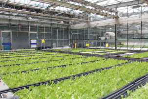 Промышленные теплицы