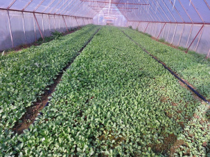Тепличный комплекс 30 Га