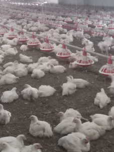 Куры Бройлер КОББ 500 в Татарстане. Куры Муслюмово.