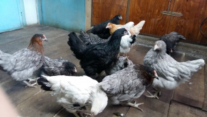 Куры доминант оптом Татарстан