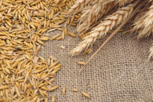 Семена ярового ячменя Вакула