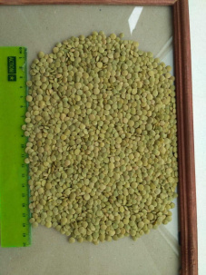 Зеленая Чечевица